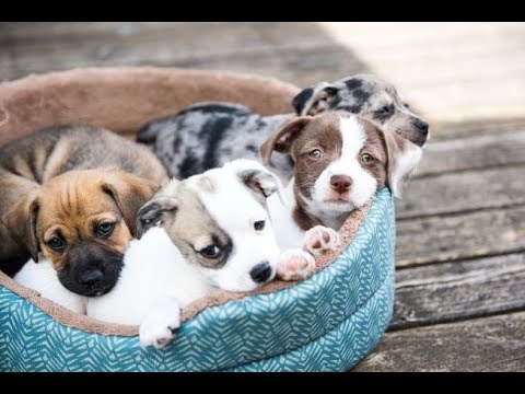 The cutest puppy youve ever seen | puppy dog eyes | puppies playing