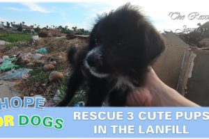 Their Owner Move Away - Leave Behind 3 Cute Puppies With Old Furniture In Landfill