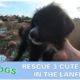 Their Owner Move Away - Leave Behind 3 Cute Puppies With Old Furniture In Landfill