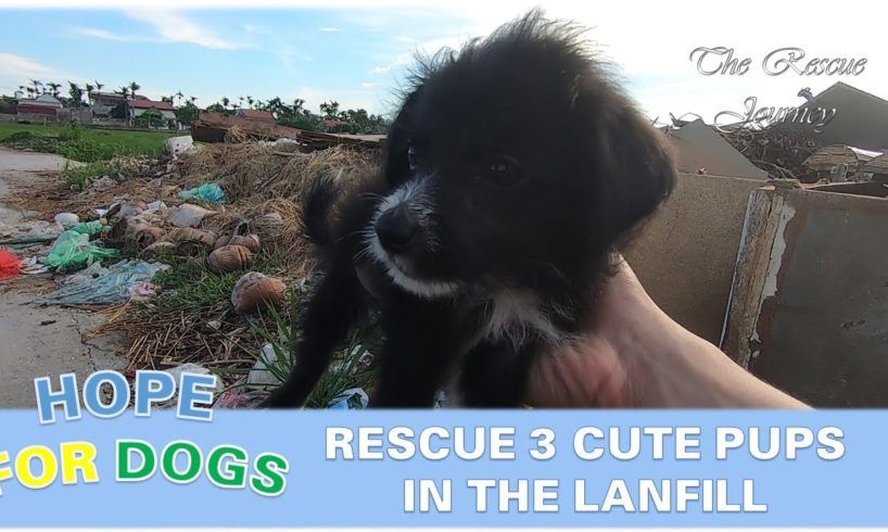 Their Owner Move Away - Leave Behind 3 Cute Puppies With Old Furniture In Landfill