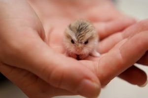 These Little Cute Animals Will Warm Your Heart #2 June 2017