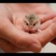 These Little Cute Animals Will Warm Your Heart #2 June 2017