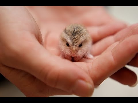 These Little Cute Animals Will Warm Your Heart #2 June 2017
