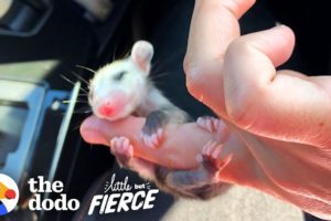 This Baby Opossum Has the Cutest Hands | The Dodo Little But Fierce