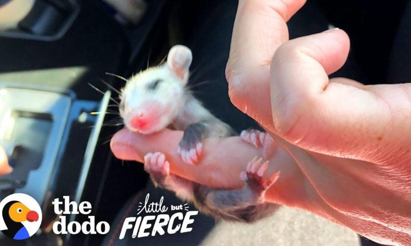 This Baby Opossum Has the Cutest Hands | The Dodo Little But Fierce