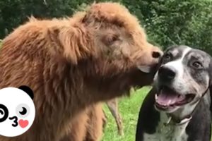 This Cute Baby Cow Acts Like a Dog | Bored Panda Animals