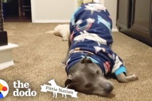 This Pittie's the Cutest, Biggest Baby Ever | The Dodo Pittie Nation