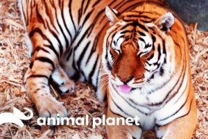 This Rescued Tiger Desperately Needs a Manicure | Dr. Jeff: Rocky Mountain Vet