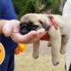 This Video Will Make You Get a Pug | Pug Compilation 2018