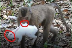 This monkey is playing with rabbits, poor rabbit