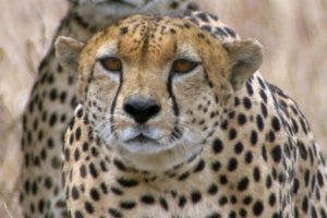 Three Cheetahs Vs Ostrich | Life | BBC Earth