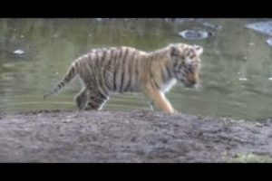 Tiger cub fights for survival