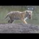 Tiger cub fights for survival