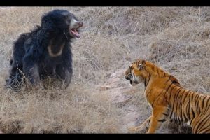 Tigers kill bear - Tigers attack wild boar and deer - Tiger vs lion easy fight! Animals attack