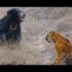 Tigers kill bear - Tigers attack wild boar and deer - Tiger vs lion easy fight! Animals attack