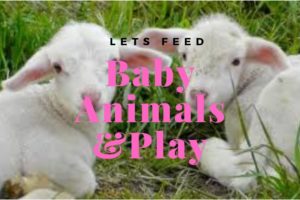Toddler Feeding  baby animals  and playing with toy cars and trucks!