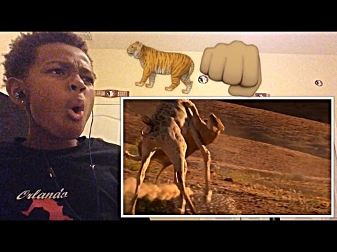 Top 10 Animal Fights (Reaction)