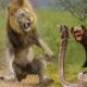 Top 10 Ataques De Animales Salvajes | Rey Cobra Serpiente, Leones, Leopardo Cazador, Hienas
