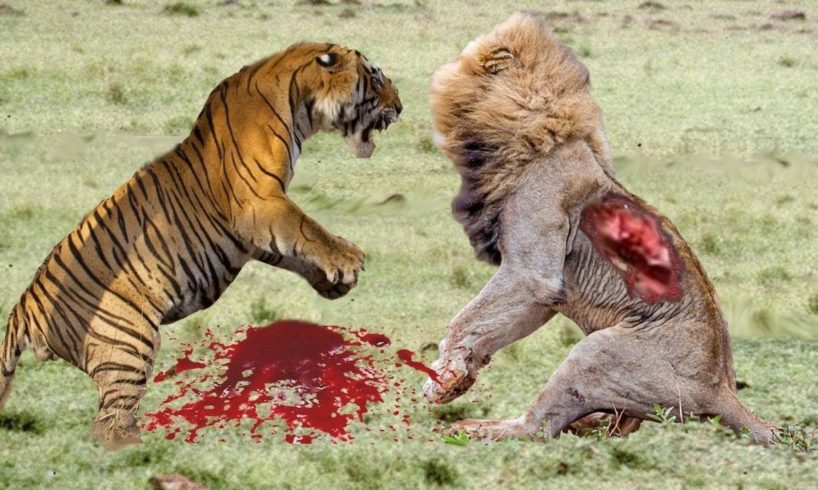 Top 10 | Craziest Animal Fights