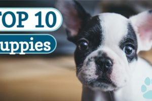 Top 10 Cutest Puppies