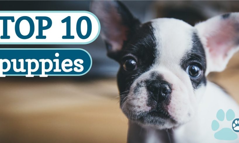 Top 10 Cutest Puppies