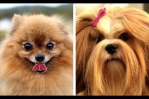 Top 10 Cutest Small Fluffy Dog Breeds - Puppies and Full Grown