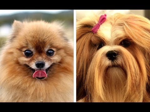 Top 10 Cutest Small Fluffy Dog Breeds - Puppies and Full Grown