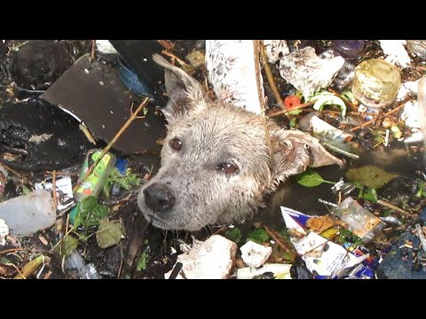 Top 10 Jaw Dropping Animal Rescues