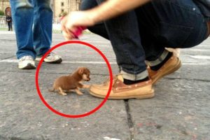 Top 10 Smallest Dog Breeds in the World