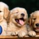 Top 25 Ultimate Cute Funny Dogs/Puppies | Funniest Viral Pet Videos Try Not to Laugh | Top 10 Daily
