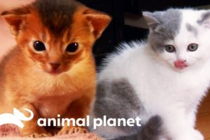 Top 3 Cutest Kitten Moments | Too Cute!