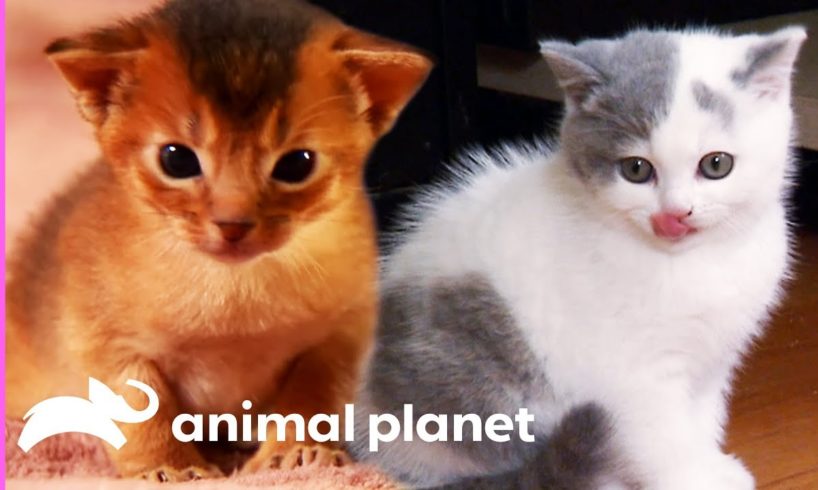 Top 3 Cutest Kitten Moments | Too Cute!