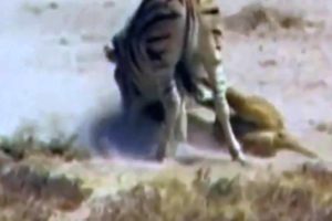 Top 5 Animals Fight Best animals fights  with wild 2016 animals lion tiger bear attack