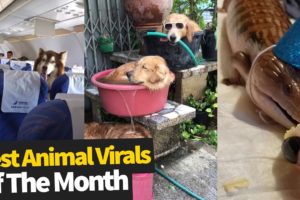 Top Viral Animal Videos - July 2019