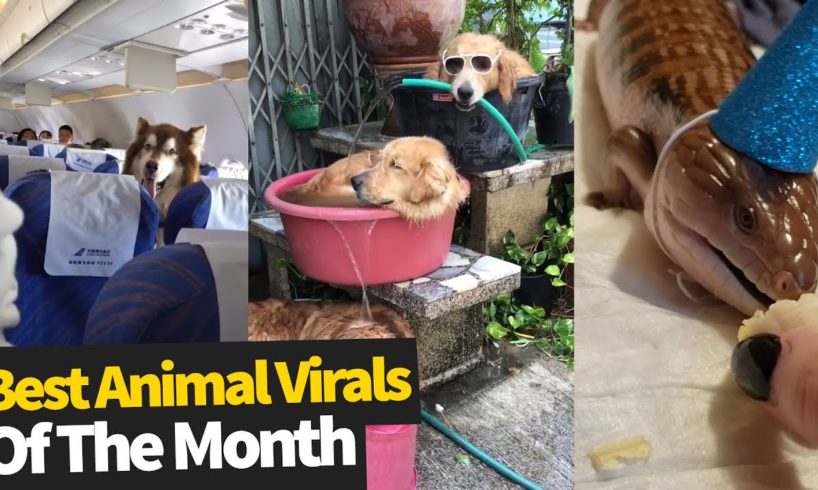 Top Viral Animal Videos - July 2019