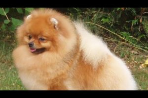 Toy Pom Cutest Small Dog Breed In The world Puppies For Sale |Toy Breed|