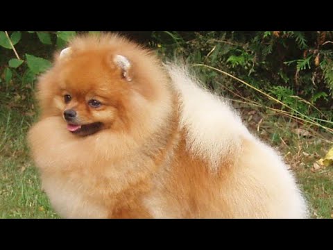 Toy Pom Cutest Small Dog Breed In The world Puppies For Sale |Toy Breed|