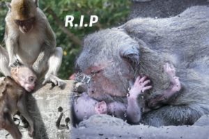 True stories of animals after their mum left look so sad!!!
