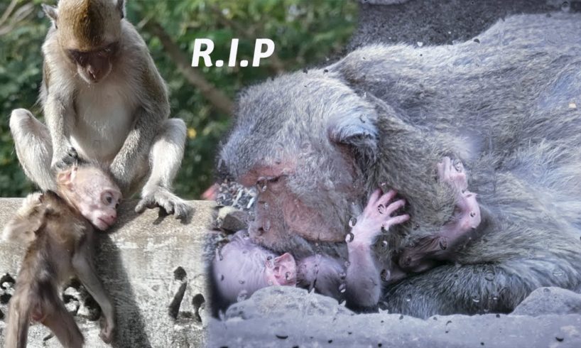 True stories of animals after their mum left look so sad!!!