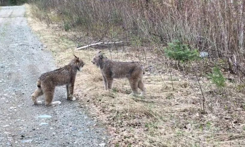 Two Lynx in Ontario Have Intense Conversation