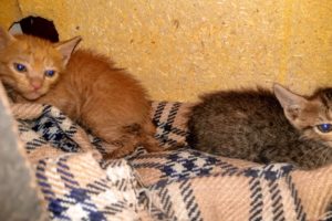 Two little kittens found on street  Rescued and Adopted Perfect trasformation
