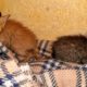 Two little kittens found on street  Rescued and Adopted Perfect trasformation