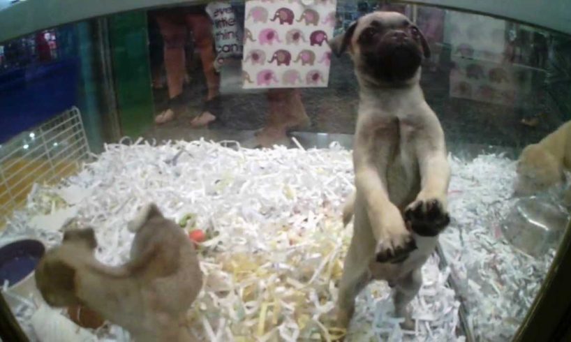 Uber Cute Puppies - Pug x Jack Russel = Juggerpug.