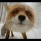 Ultimate FUNNY Pets FOXES - Best Videos Vines COMPILATION 2017