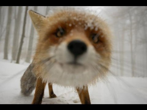 Ultimate FUNNY Pets FOXES - Best Videos Vines COMPILATION 2017