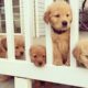 Ultimate Funny Dogs And Cute Puppies Of 2019 - Baby Dog Cute And Funny Dog | Puppies TV