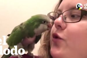 Una cotorra rechazada fue rescatada y conoció a su mejor amiga | El Dodo