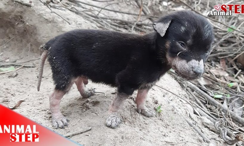 Update: Scared Homeless Puppy Rescued from the Wood, Now He’s so Happy