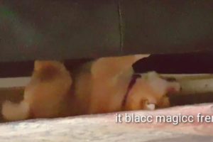 Upside down potat - Stranger potat! Shiba Inu puppies (with captions)