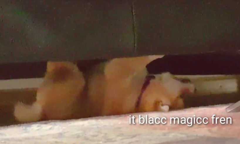 Upside down potat - Stranger potat! Shiba Inu puppies (with captions)